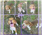 Small Treeing Walker Coonhound Mix