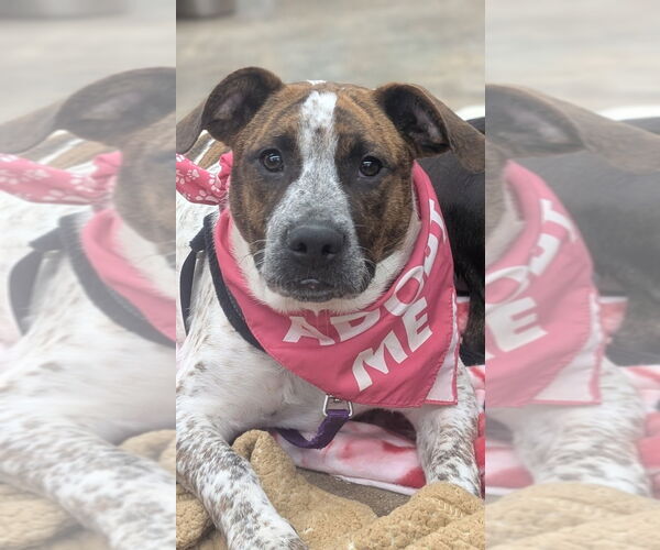 Medium Photo #2 Mutt Puppy For Sale in Lawrenceville, NJ, USA