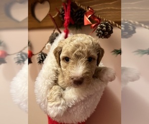 Goldendoodle (Miniature) Puppy for Sale in CONVOY, Ohio USA