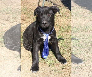 Shepradors Dog for Adoption in Bandera, Texas USA