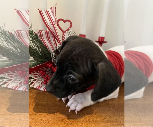 Medium Photo #3 Chihuahua-Unknown Mix Puppy For Sale in Plainfield, IL, USA