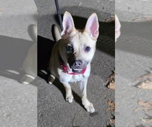 Gravy - Female Pug-Unknown Mix Dog for Adoption - Photo #8