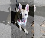 Small Photo #8 Pug-Unknown Mix Puppy For Sale in Princeton, MN, USA