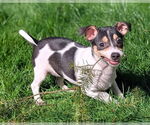 Small #2 Chihuahua Mix