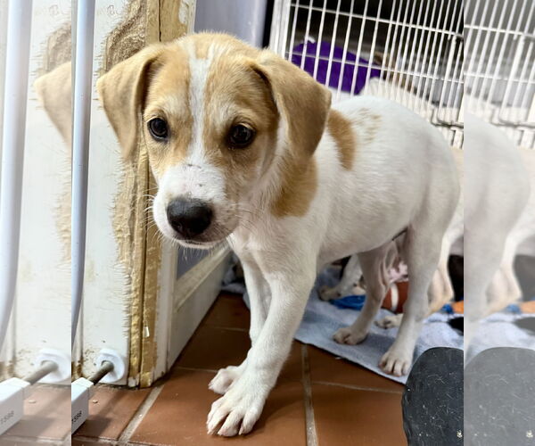 Medium Photo #5 Labrador Retriever-Unknown Mix Puppy For Sale in Jefferson, NJ, USA