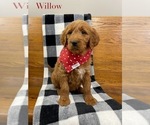 Puppy Willow Goldendoodle