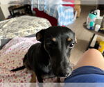 Small #10 Doxie-Pin