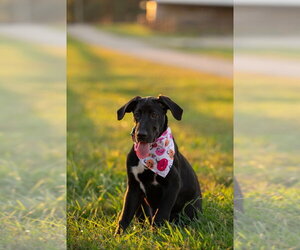 Winnie - Female Great Dane Dog for Adoption