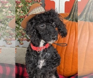 Poodle (Miniature) Puppy for sale in DUNDEE, OH, USA