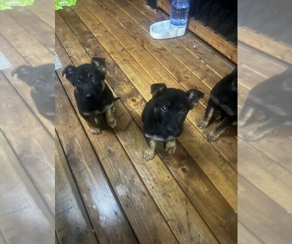 Medium Photo #5 German Shepherd Dog Puppy For Sale in HARTLAND, MI, USA