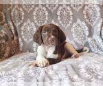 Puppy Beau Brittany