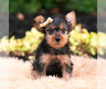 Small Photo #80 Yorkshire Terrier Puppy For Sale in WARSAW, IN, USA