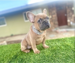 French Bulldog Puppy for sale in SAINT LOUIS, MO, USA