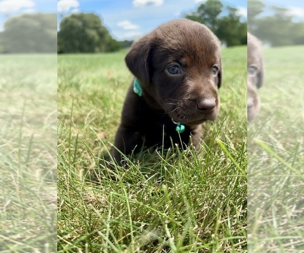 Medium Photo #8 Labrador Retriever Puppy For Sale in FREDERICKSBG, OH, USA