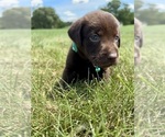 Small #7 Labrador Retriever