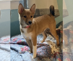 Miniature Australian Shepherd-Shiba Inu Mix Puppy for sale in ANDERSON, IN, USA