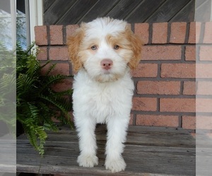 Labradoodle Puppy for Sale in MILLERSBURG, Ohio USA