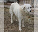 Small #2 Great Pyrenees Mix