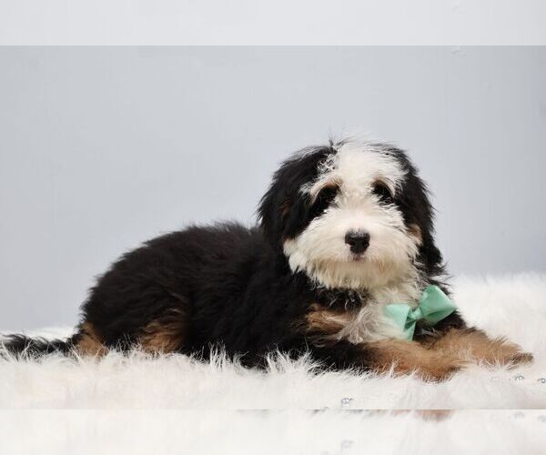 Medium Photo #2 Bernedoodle (Miniature) Puppy For Sale in LIVINGSTON, WI, USA