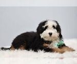 Small #1 Bernedoodle (Miniature)