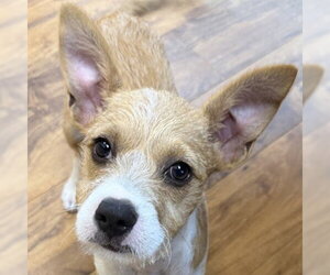 Mutt Dogs for adoption in Pleasanton, CA, USA