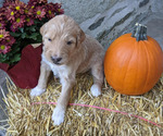 Small Photo #3 Bordoodle-Poodle (Standard) Mix Puppy For Sale in HUNTINGDON VALLEY, PA, USA