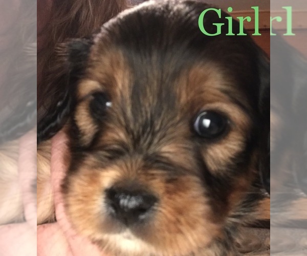 Medium Photo #5 Cavalier King Charles Spaniel-Scorkie Mix Puppy For Sale in ITHACA, NY, USA
