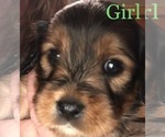 Small Photo #5 Cavalier King Charles Spaniel-Scorkie Mix Puppy For Sale in ITHACA, NY, USA