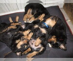Small Photo #4 English Shepherd Puppy For Sale in LITTLE WASHINGTON, OH, USA