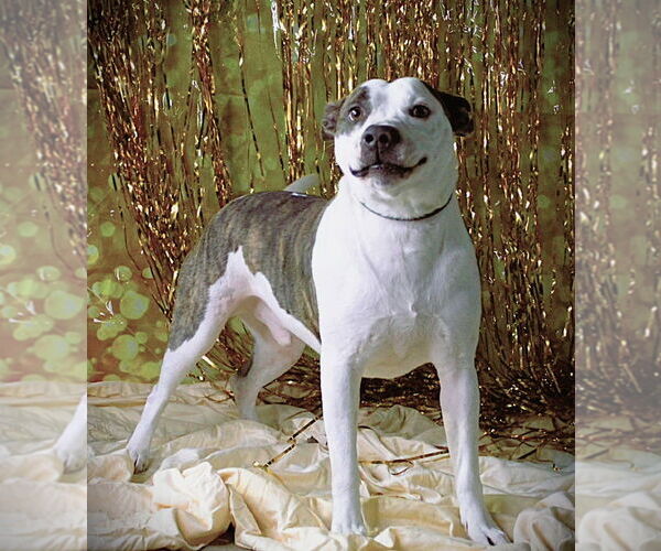 Medium Photo #1 Mutt Puppy For Sale in Crandall, GA, USA