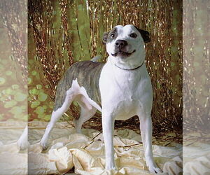Mutt Dogs for adoption in Crandall, GA, USA