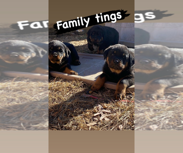 Medium Photo #2 Rottweiler Puppy For Sale in FORT WASHINGTON, MD, USA