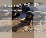 Small Photo #2 Rottweiler Puppy For Sale in FORT WASHINGTON, MD, USA