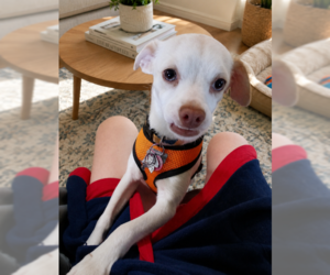 Chihuahua-Unknown Mix Dogs for adoption in Cranston, RI, USA