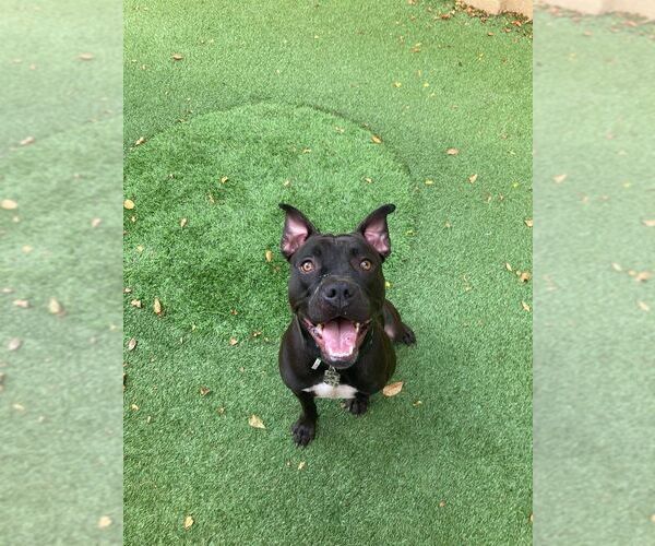 Medium Photo #64 Mutt Puppy For Sale in Pompano Beach , FL, USA