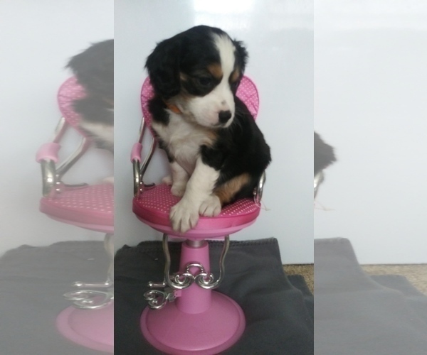 Medium Photo #4 Australian Shepherd-Cavalier King Charles Spaniel Mix Puppy For Sale in HOWLAND, OH, USA
