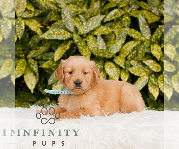 Medium Photo #1 Golden Retriever Puppy For Sale in NEW HOLLAND, PA, USA