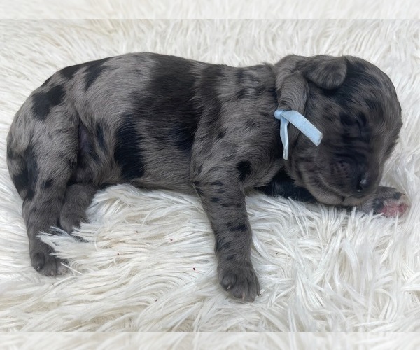 Medium Photo #33 Goldendoodle Puppy For Sale in PIERSON, FL, USA