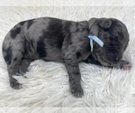 Small Photo #33 Goldendoodle Puppy For Sale in PIERSON, FL, USA