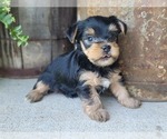 Small Photo #32 Yorkshire Terrier Puppy For Sale in MANES, MO, USA