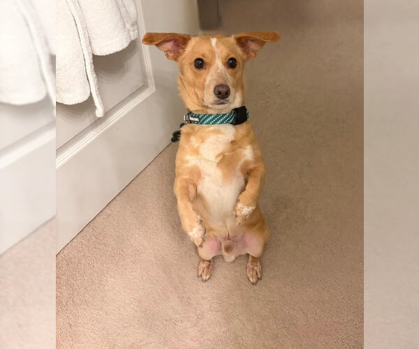 Medium Photo #3 Dachshund-Unknown Mix Puppy For Sale in Wheaton, IL, USA