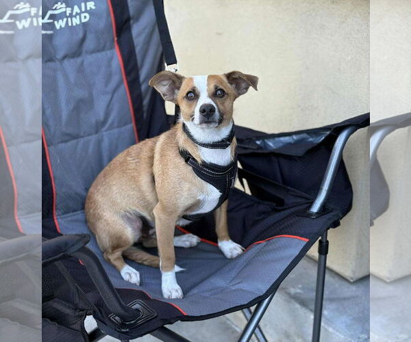 Medium Photo #2 Pembroke Welsh Corgi-Unknown Mix Puppy For Sale in Visalia, CA, USA