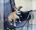 Small #1 Pembroke Welsh Corgi Mix