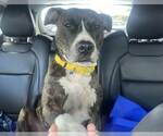 Small #1 American Bulldog Mix