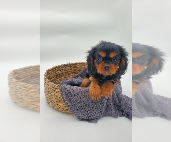 Medium Photo #4 Cavalier King Charles Spaniel Puppy For Sale in GOSHEN, IN, USA