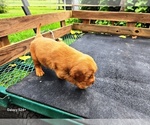 Small #3 Golden Retriever