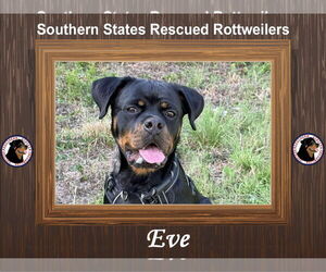 Eve - Female Rottweiler Dog for Adoption - Photo #2