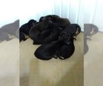 Small Photo #16 Doberman Pinscher Puppy For Sale in MOUNT OLIVE, NC, USA