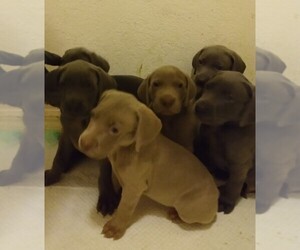 Weimaraner Puppy for sale in CAPE CORAL, FL, USA