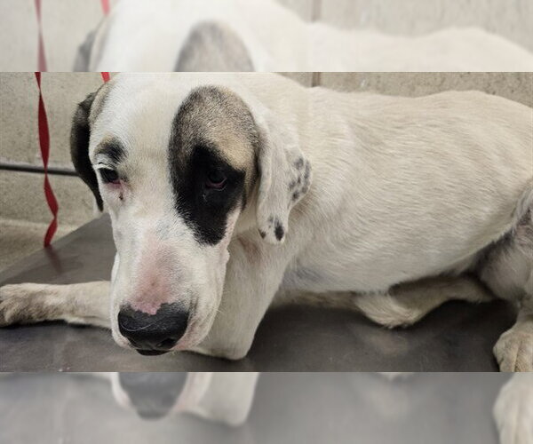 Medium Photo #1 Argentinian Mastiff-Great Pyrenees Mix Puppy For Sale in Riverside, CA, USA